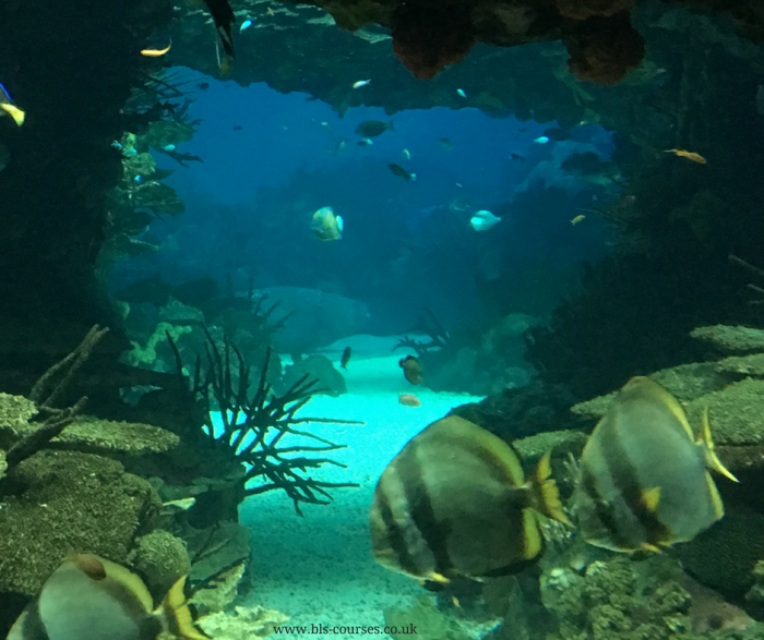 a aquarium 1